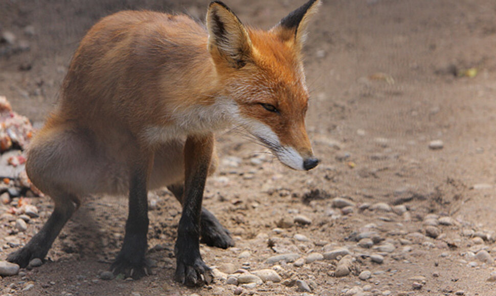 Lietuvos zoologijos sodas laukia lankytojų.