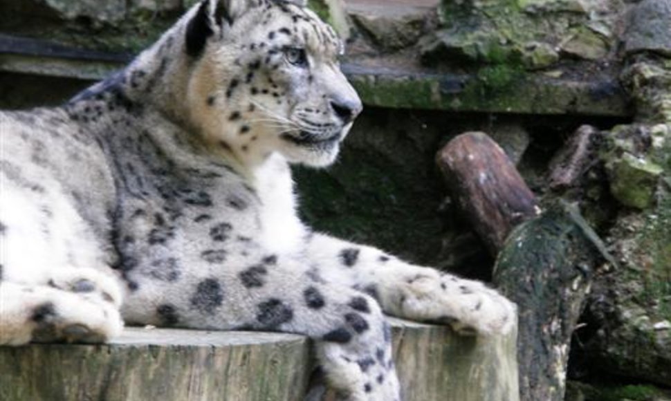 Snieginio leopardo patelė Irbė