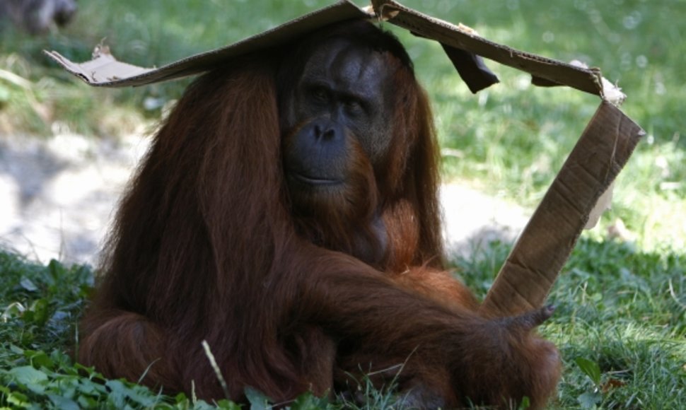 Orangutangas