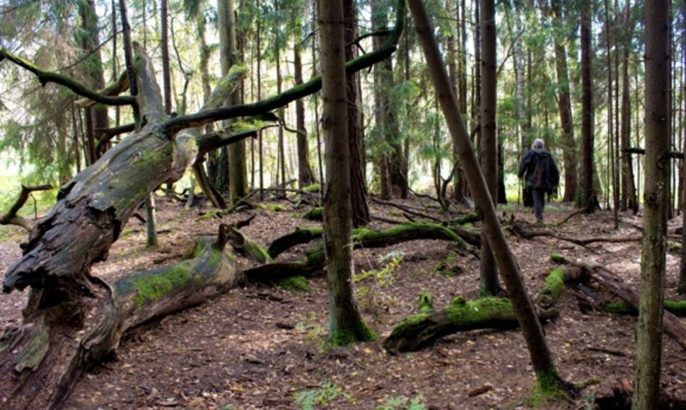 Dubravos rezervatinės apyrubės miškas