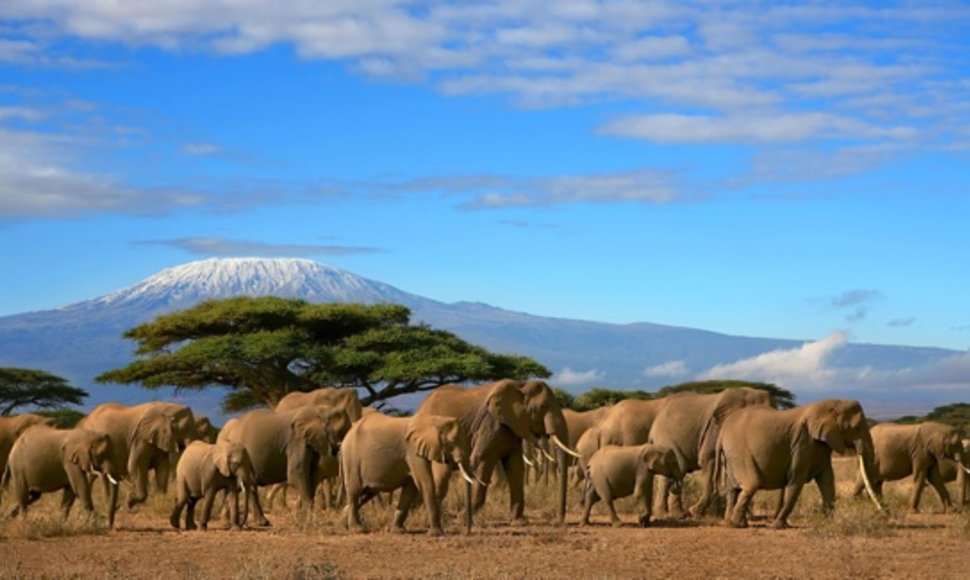 Kilimandžaro papėdėje risnojantys drambliai