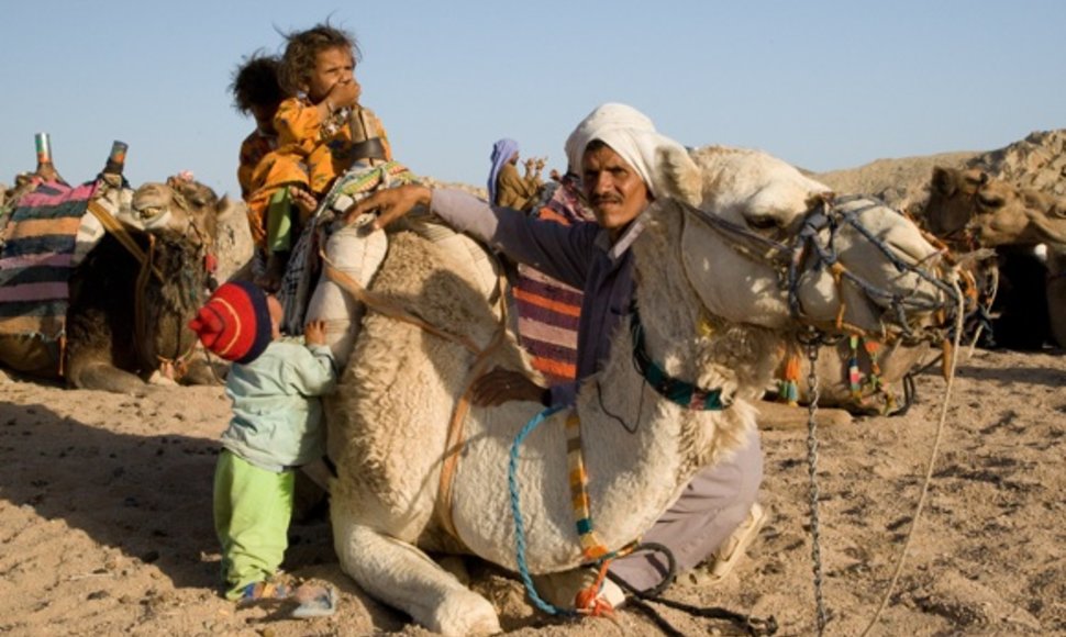 Pagrindinis Hurgados beduinų pajamų šaltinis - turistus tampantis kupranugaris