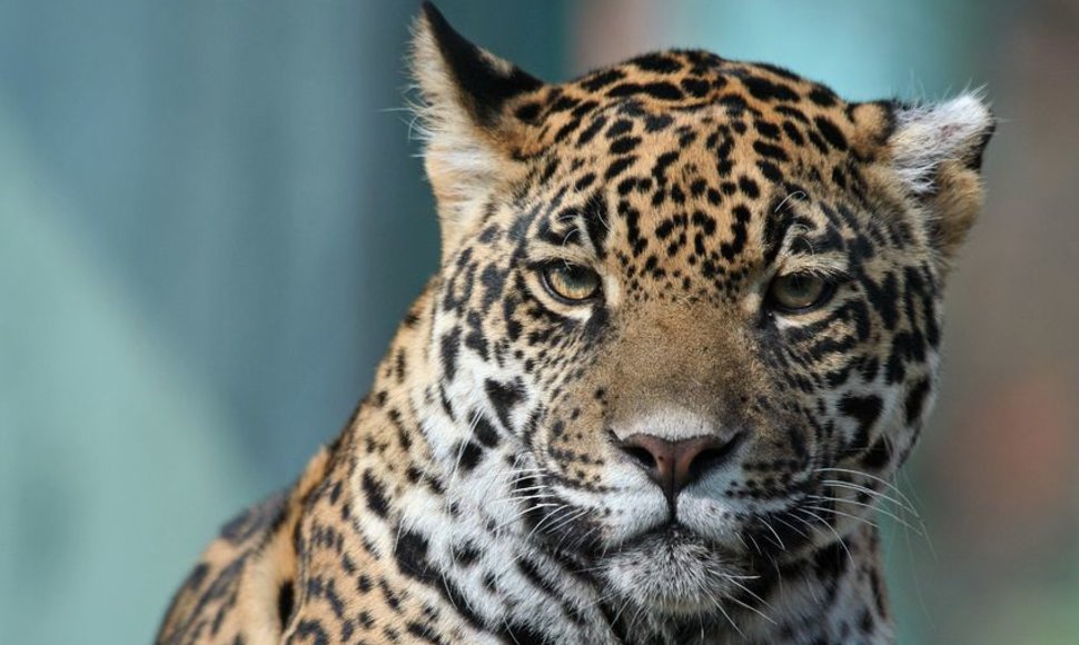 Jaguaras – vienas paslaptingiausių gyvūnų