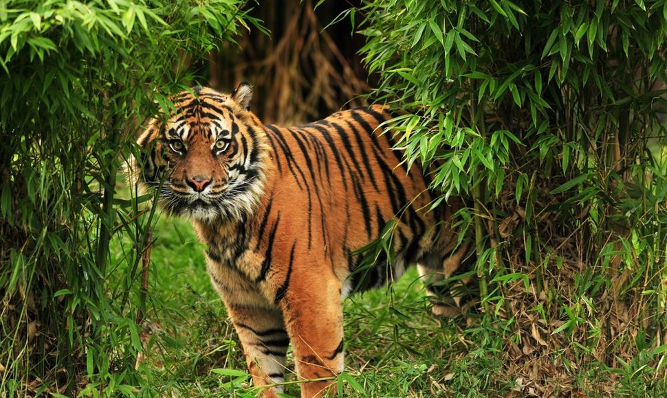 Tigras Indijos džiunglėse
