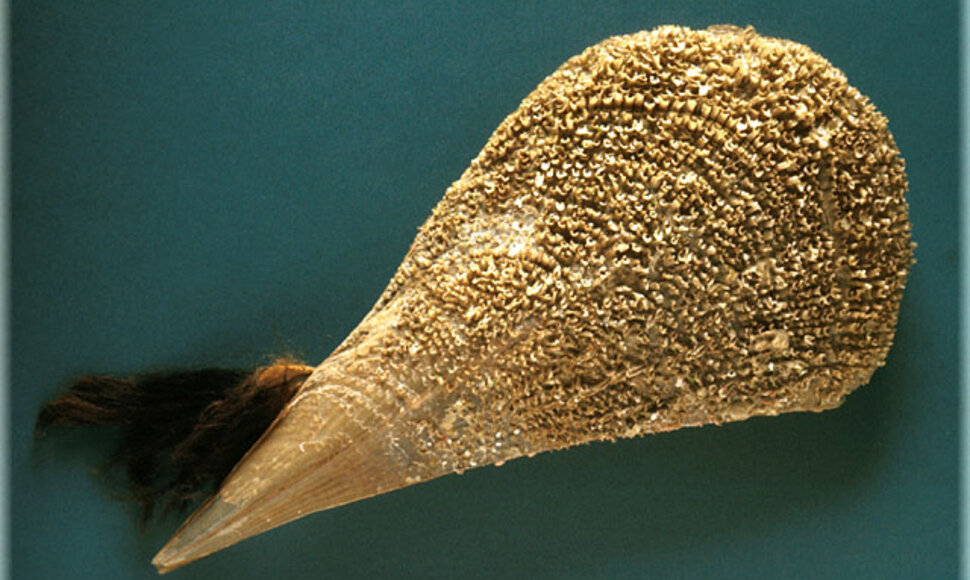 Pinna Nobilis