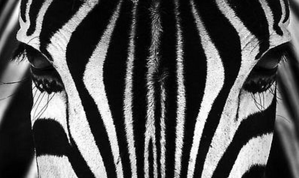 Pasaulio gyvūnai. Neprijaukinama zebra