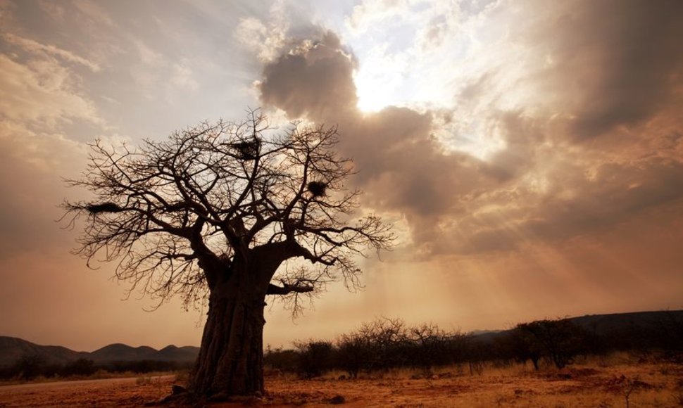 Baobabas Limpopo provincijoje