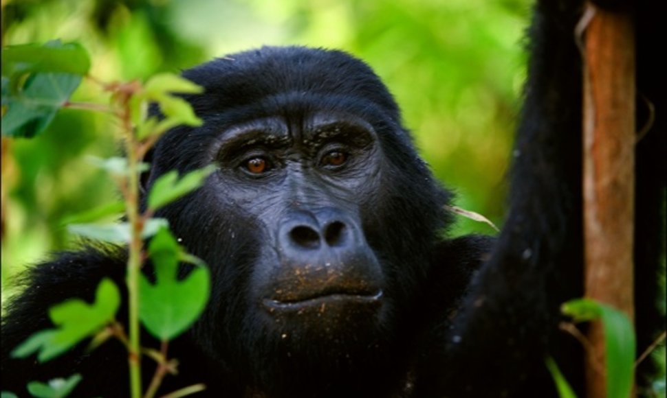 Į Virunga kalnus keliautojai traukia pamatyti nykstančių gyvūnų - kalnų gorilų.