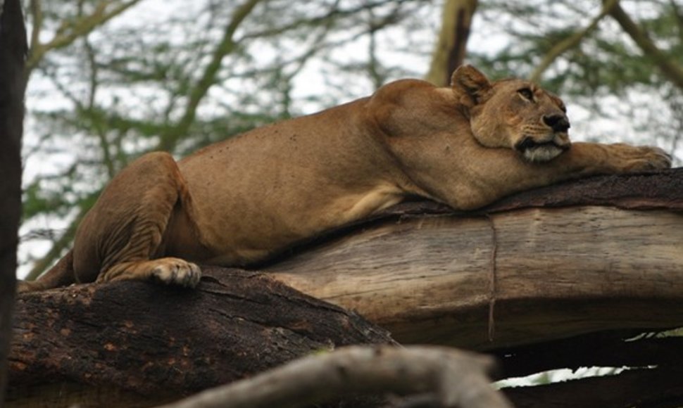 Liūtė ilsisi ant šakos. Nakuru parko liūtai laipioja medžiais.