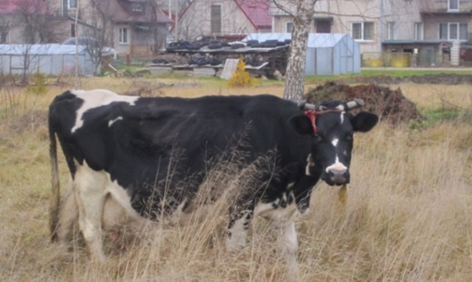 Karvė Kauno mieste