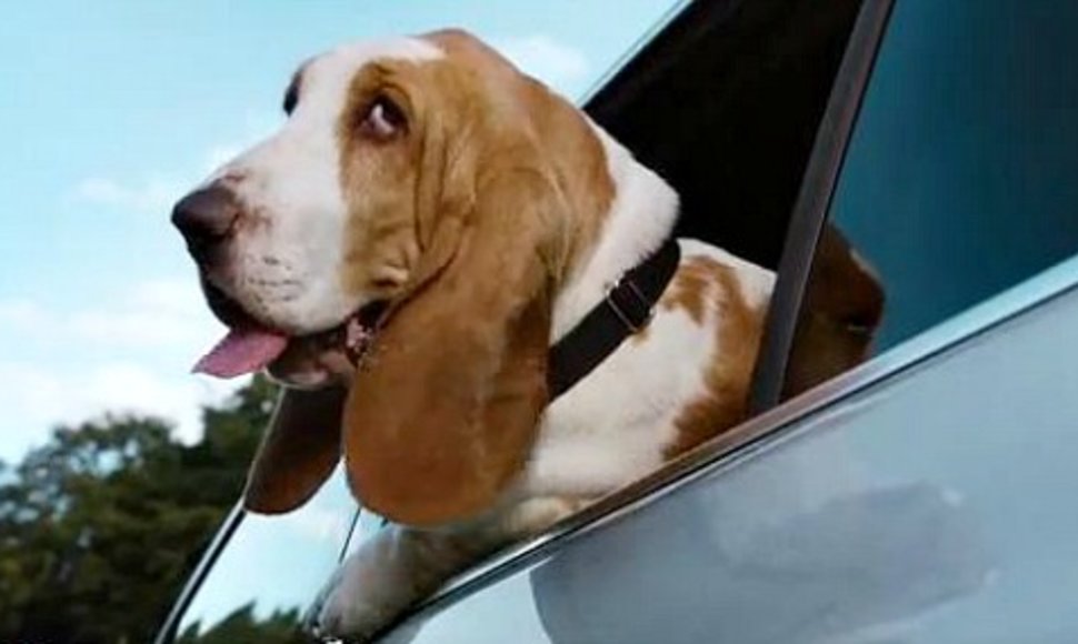Volkswagen подобрал каждому своему автомобилю собаку