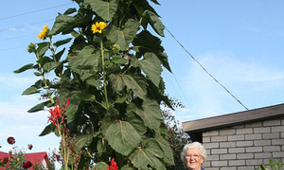 Tauragiškė Julija Andrijaitienė išaugino  4 metrų saulėgrąžą