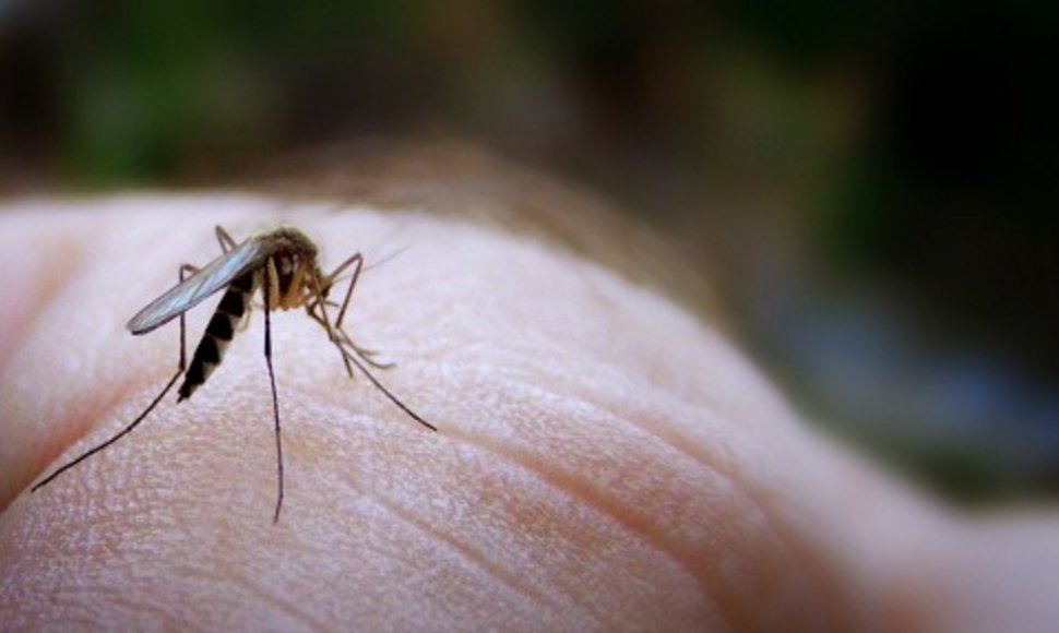 Кого и за что больше других «любят» комары?