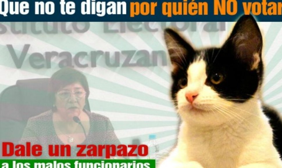 Мэром города в Мексике может стать кот