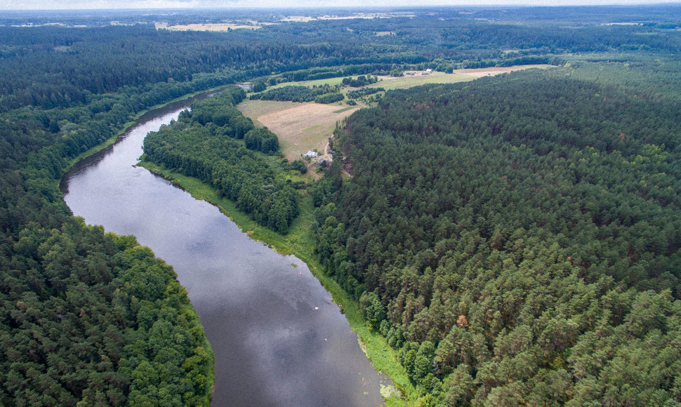 Nemuno vingis ties Druskininkų kaimu