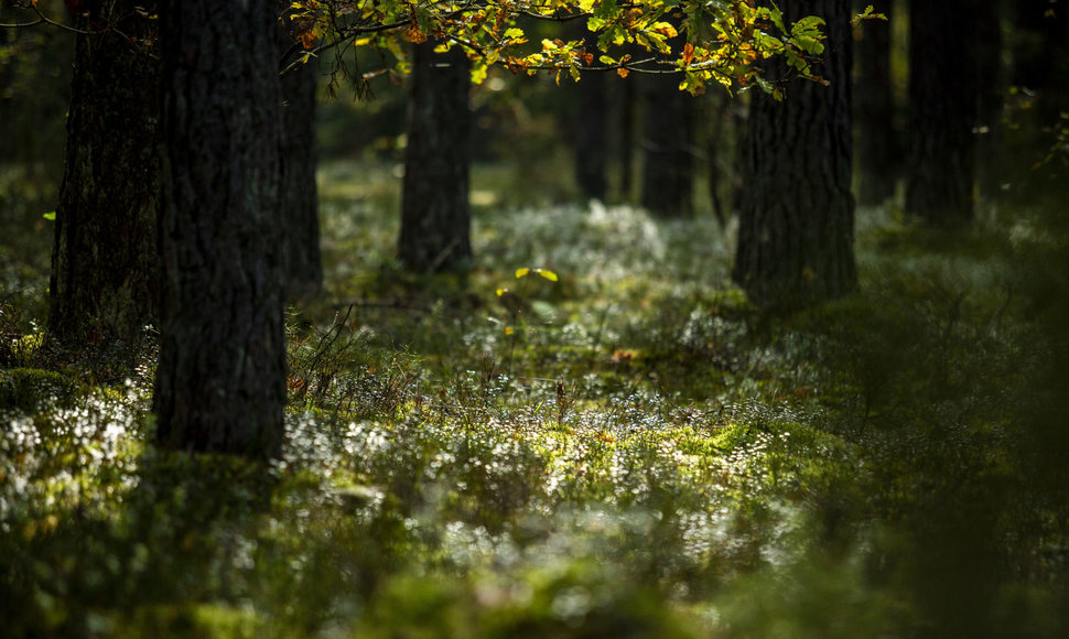 Kertinės miško buveinės Nemenčinės girininkijoje