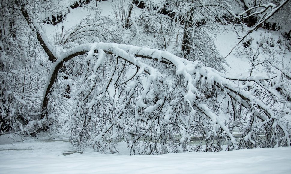 Sunkus sniegas negailestingai laužė medžius