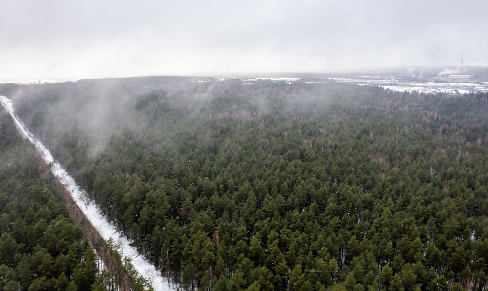 Miškas Panerių seniūnijoje, kurį norima paversti žvyro ir smėlio karjeru