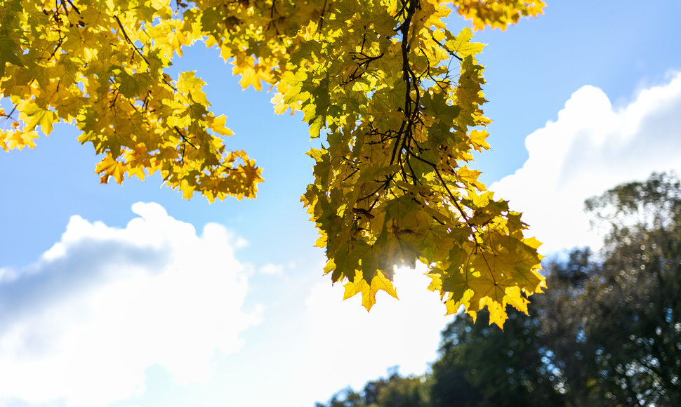 Saulėtas rudens rytas