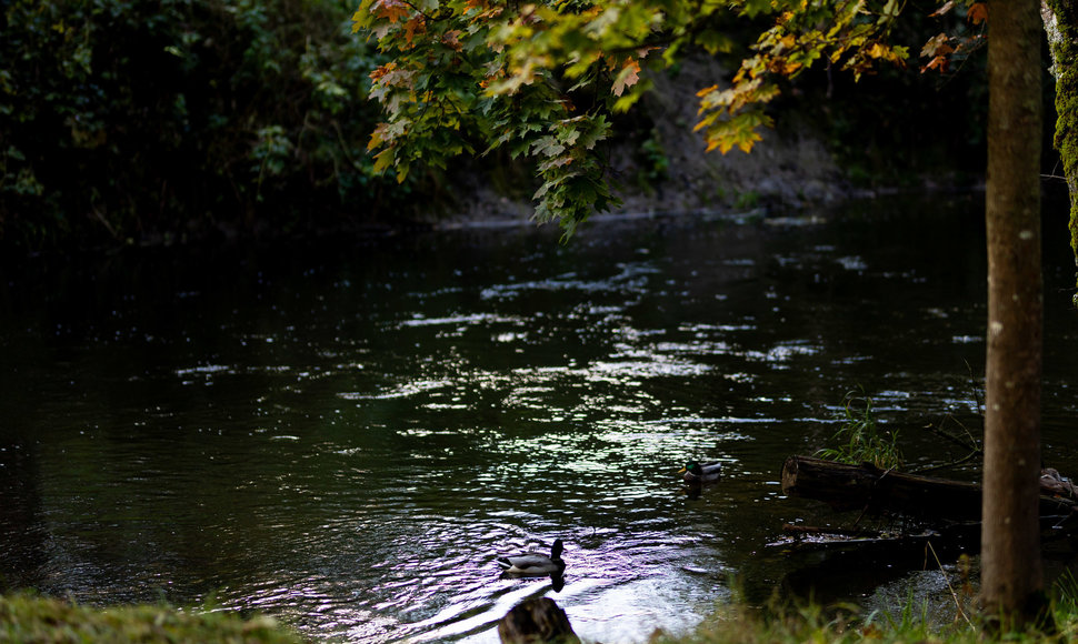 Saulėtas rudens rytas