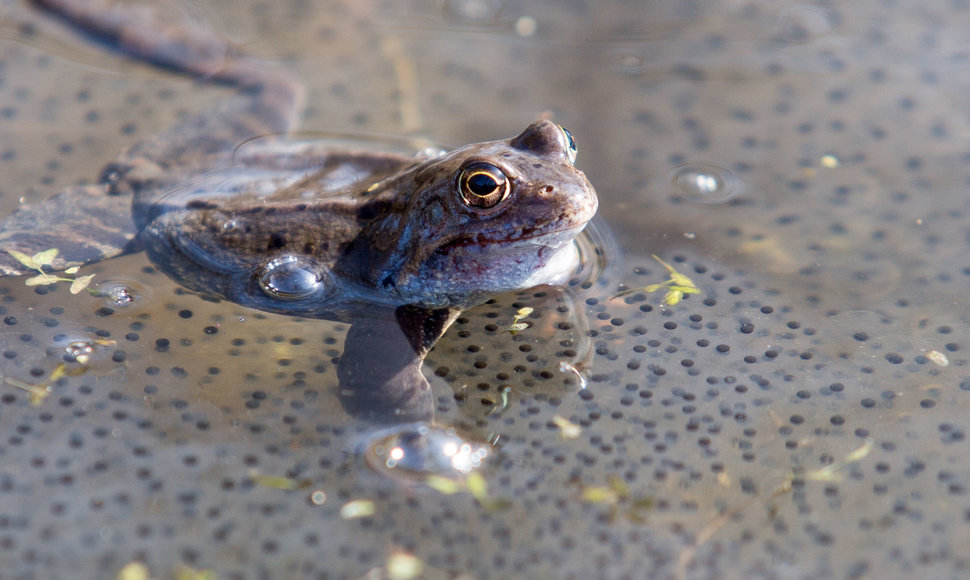 Bundantis pavasaris