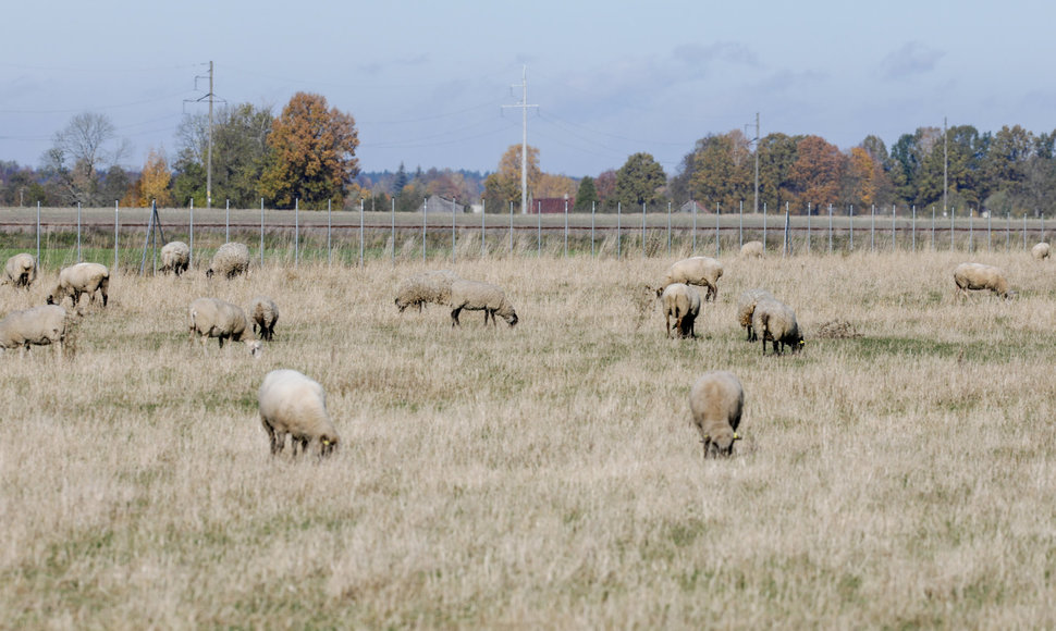 Avių ir vištų ūkis Marijampolės rajone