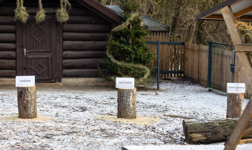 Kauno zoologijos sode Ugninio arklio metus &bdquo;i&scaron;prana&scaron;avo&ldquo; &Scaron;etlando poniai