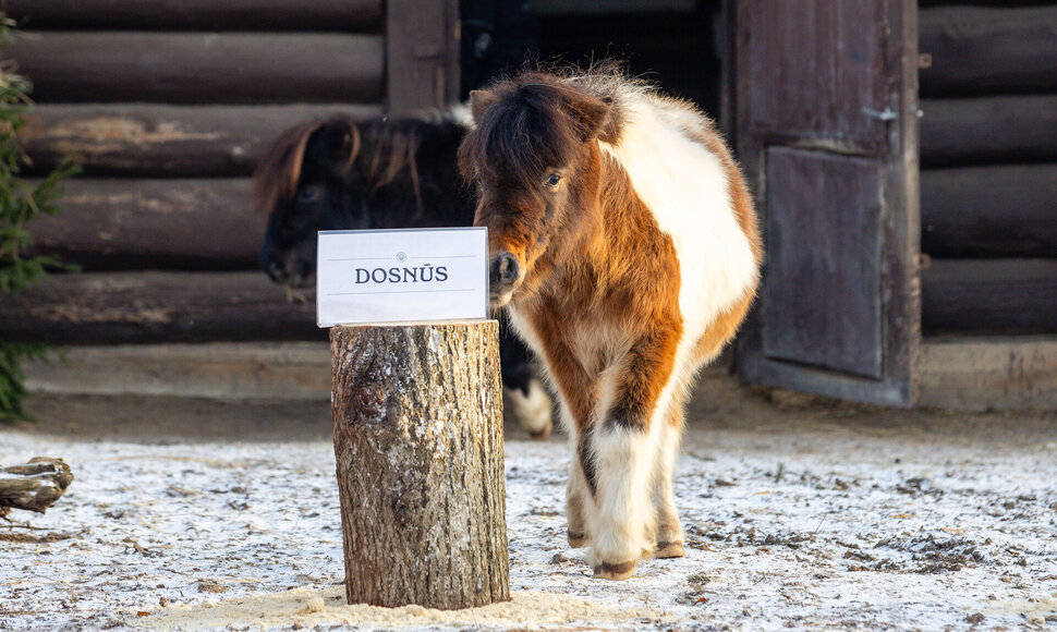 Kauno zoologijos sode Ugninio arklio metus &bdquo;i&scaron;prana&scaron;avo&ldquo; &Scaron;etlando poniai