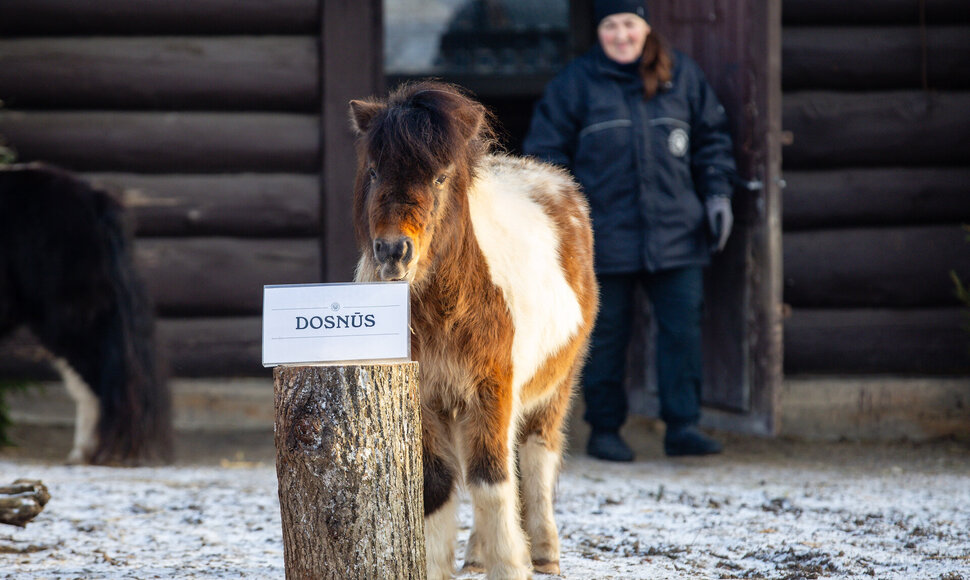 Kauno zoologijos sode Ugninio arklio metus &bdquo;i&scaron;prana&scaron;avo&ldquo; &Scaron;etlando poniai