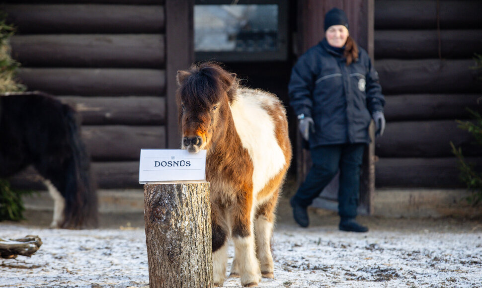 Kauno zoologijos sode Ugninio arklio metus &bdquo;i&scaron;prana&scaron;avo&ldquo; &Scaron;etlando poniai