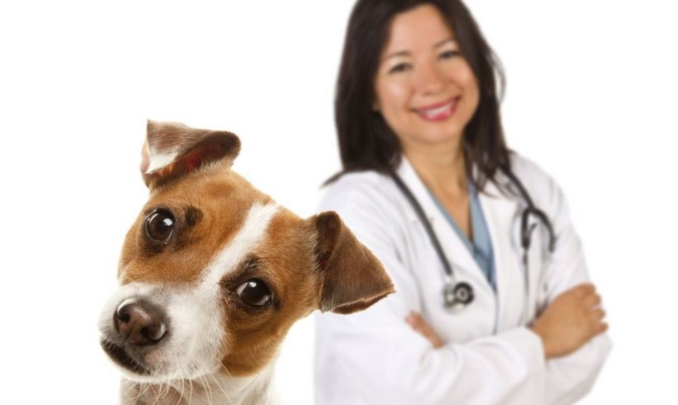 Šuo ir veterinarijos gydytoja