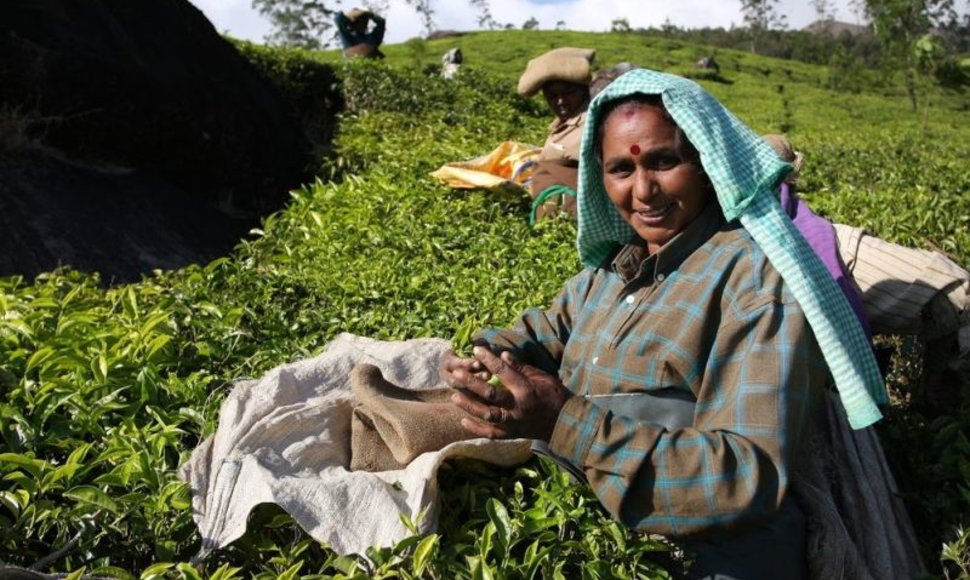 Pakeliauti Indijoje arbatos keliu ir paragautis tikros kokybiškos indiškos arbtos - nuostabi patirtis