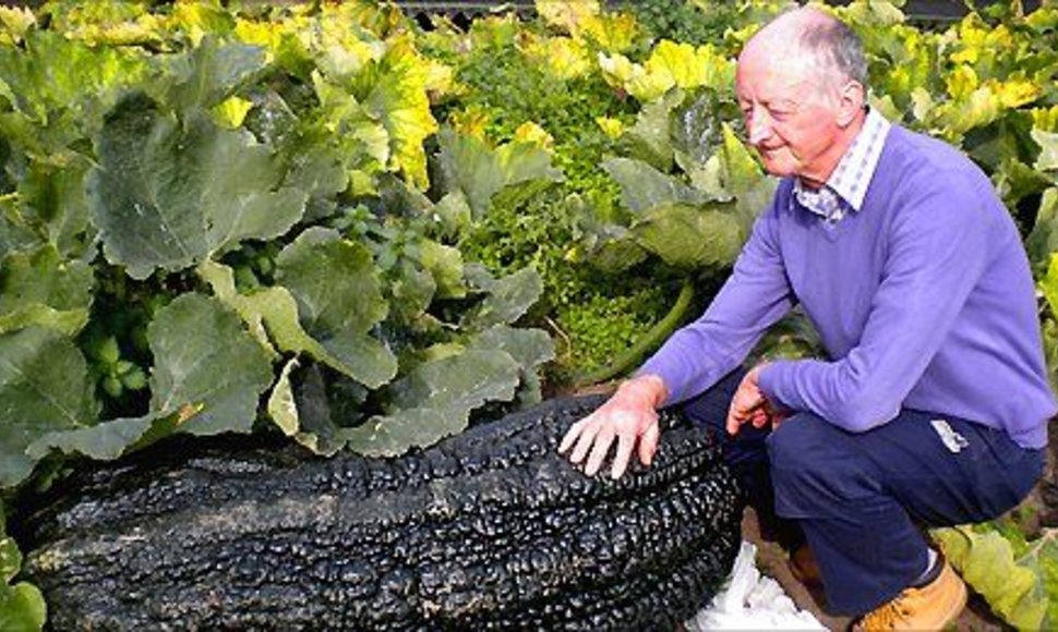 Rekordinis agurotis, išaugintas Peterio Glazebrooko