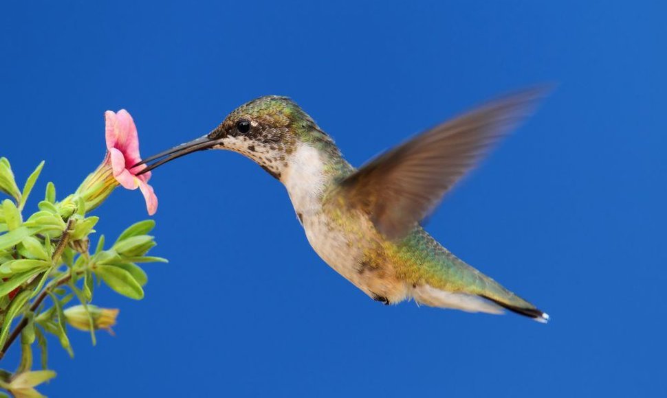 Kolibriai moka skraidyti atbuli