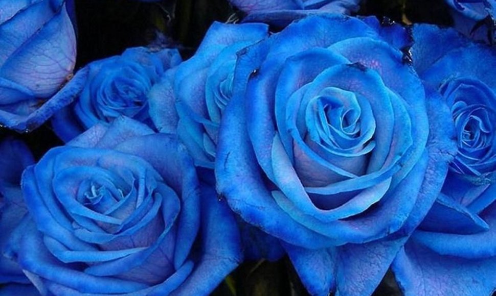 Japonijos mėlynosios rožės