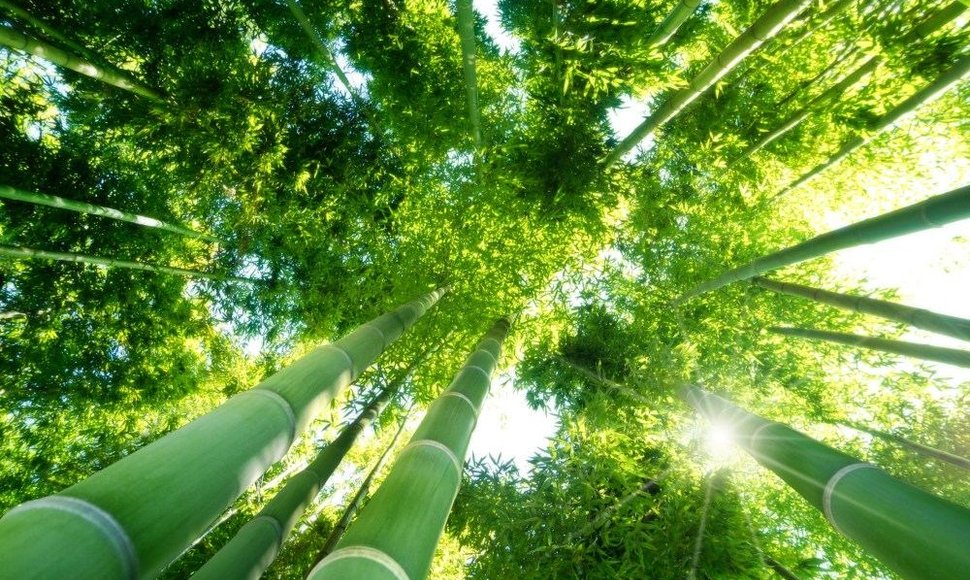 Bambukų miškas