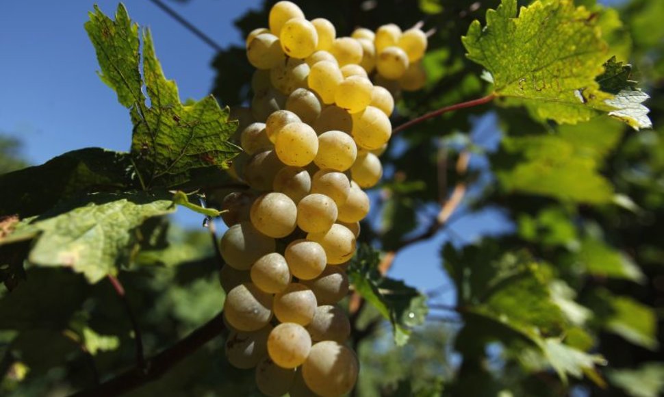 Gruzijoje vynuogės sunoksta puikiai