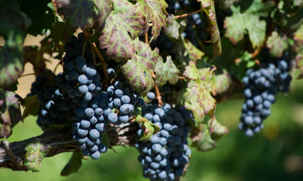Prisirpusios "Cabernet Sauvignon" rūšies vynuogės