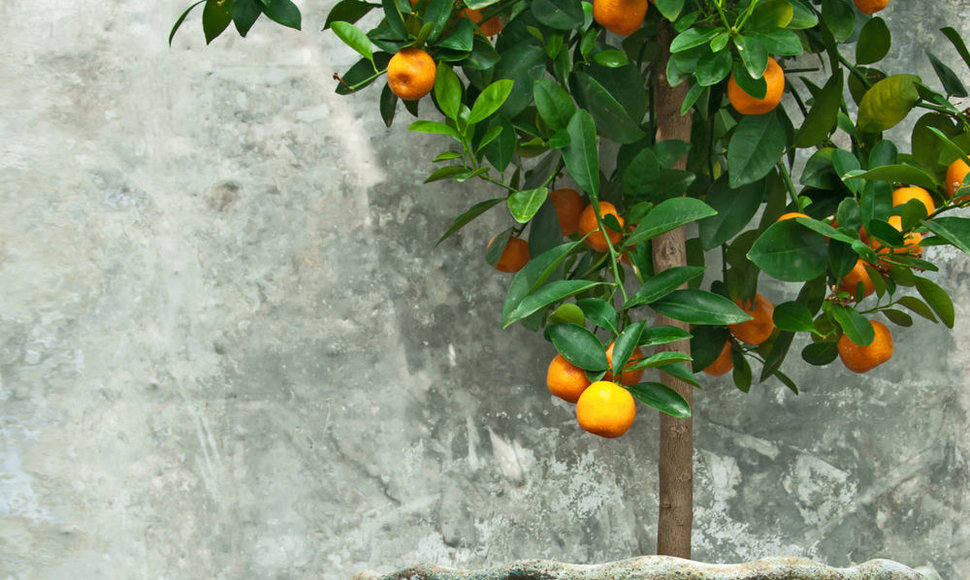 Mandarinų medis