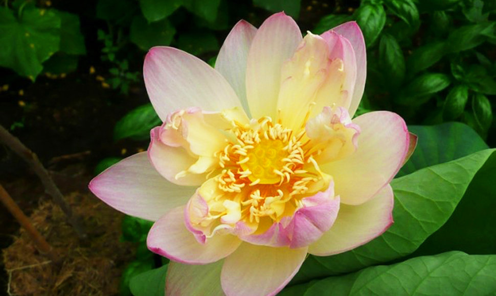 Patirtis: žydintys lotosai Lietuvoje – tai įmanoma