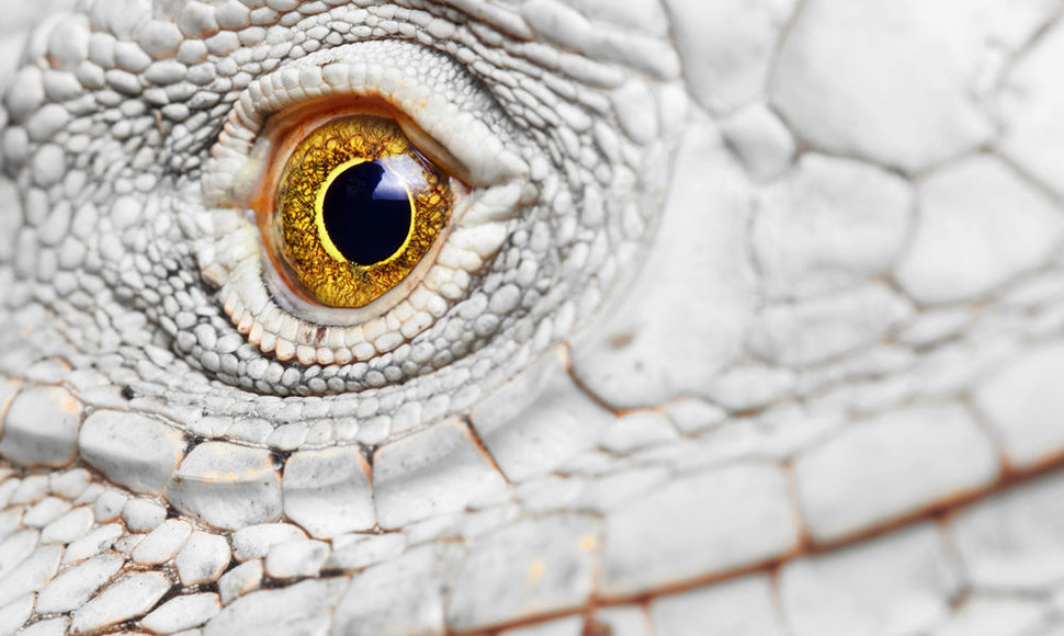 Iguanos akis