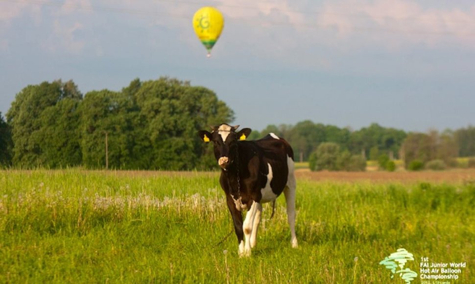 Karvė ir oro balionas