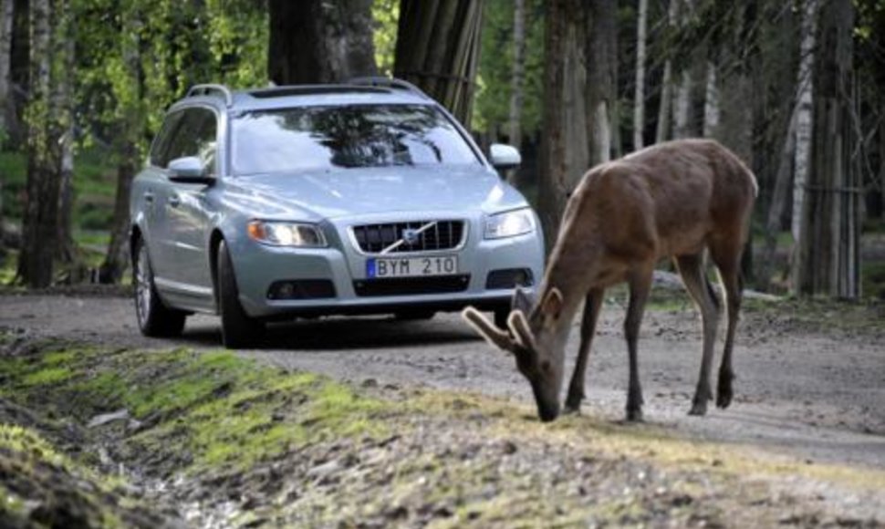 Volvo gyvūnų vengimo sistema