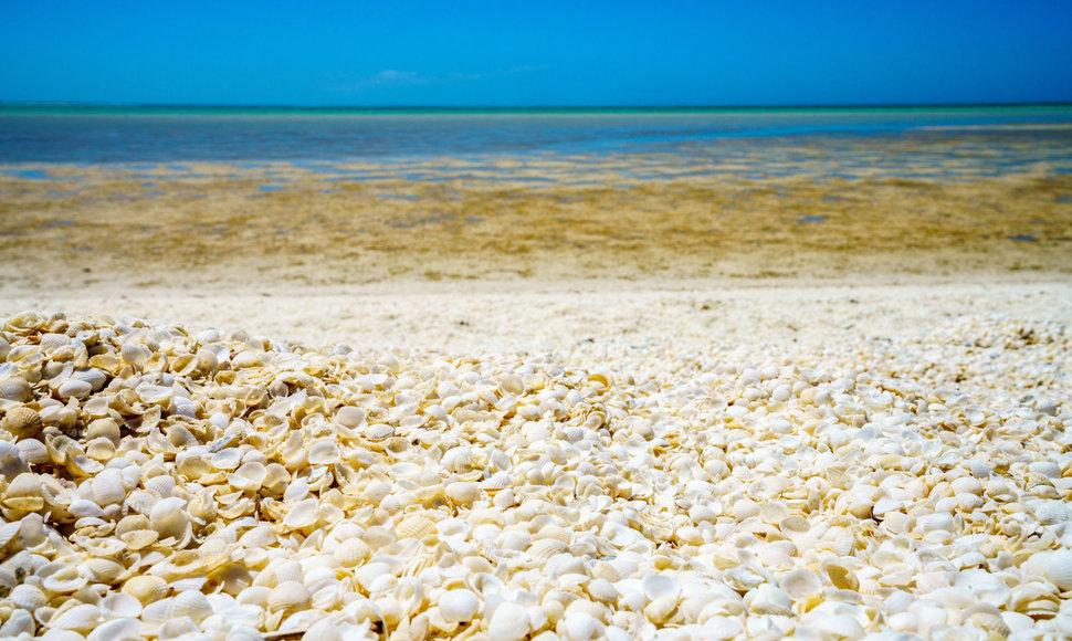 Kriauklių paplūdimys, Australija