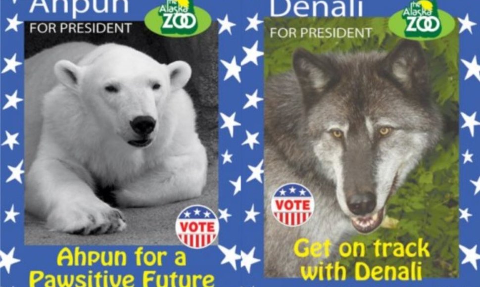 Į zoologijos sodo prezidentus kandidatuoja baltoji meška ir vilkas.