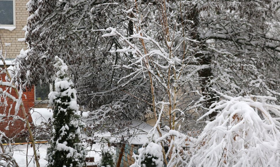 Gausus sniegas laužo medžių šakas