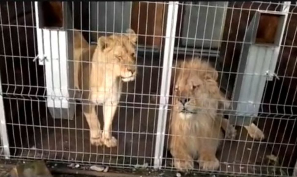 Liūtai „Mini zoo“