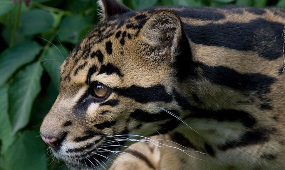 Debesuotasis Sunda leopardas