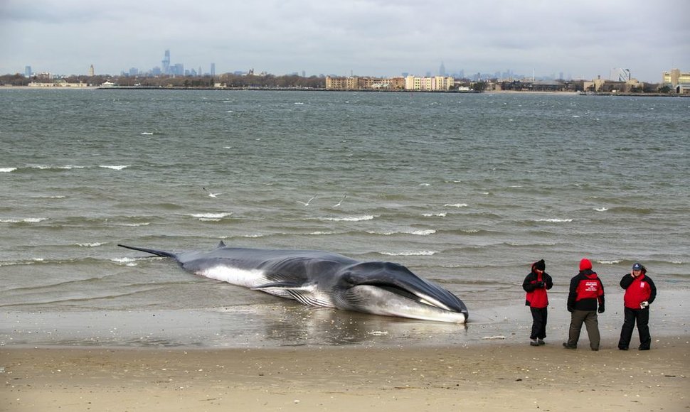 Ketvirtadienį nugaišo ant kranto Niujorke išmestas banginis