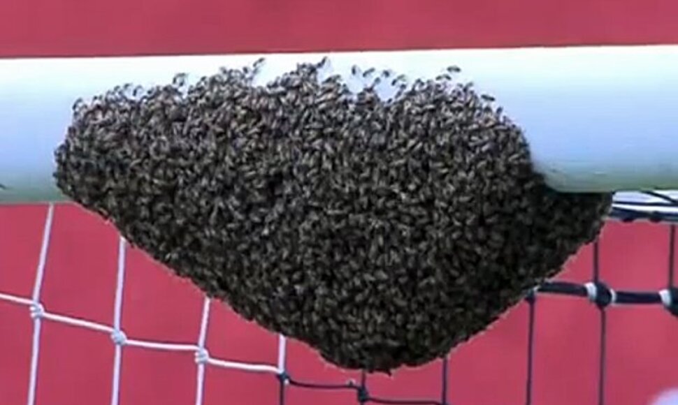 Bitės ant skersinio